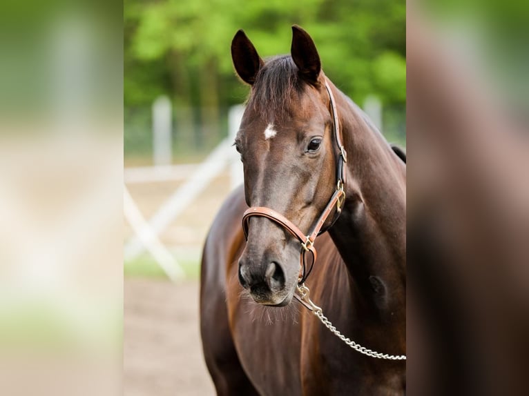 Hannoveraan Merrie 13 Jaar 165 cm Donkere-vos in Rechnitz