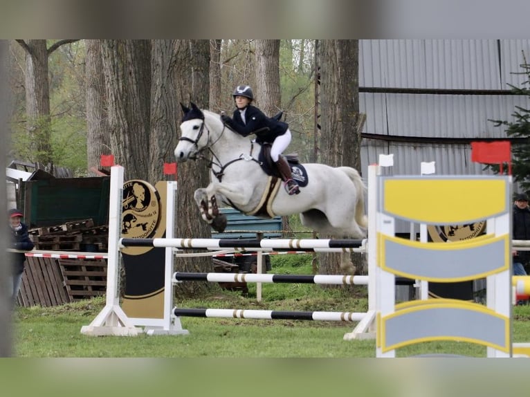 Hannoveraan Merrie 13 Jaar 165 cm Schimmel in Derenburg