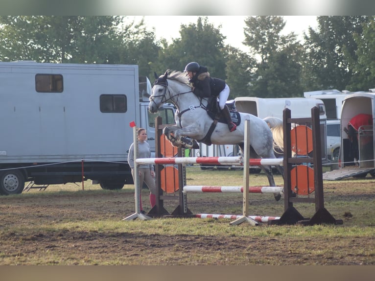 Hannoveraan Merrie 13 Jaar 165 cm Schimmel in Derenburg