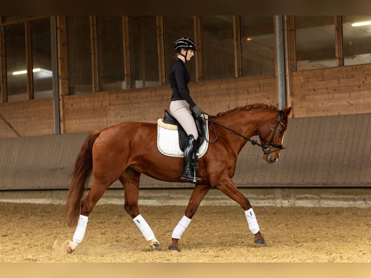 Hannoveraan Merrie 13 Jaar 165 cm Vos in Oer-Erkenschwick