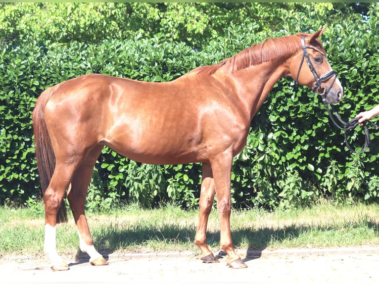 Hannoveraan Merrie 13 Jaar 165 cm Vos in Selsingen
