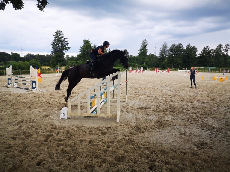 Hannoveraan Merrie 13 Jaar 165 cm Zwartbruin in Soltau