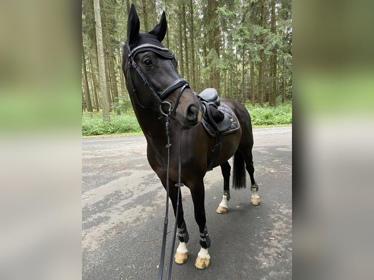 Hannoveraan Merrie 13 Jaar 165 cm Zwartbruin in Soltau
