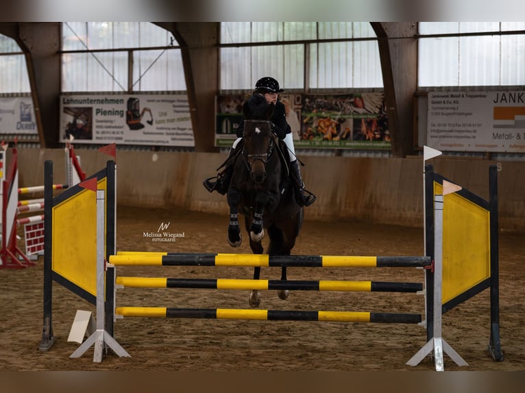Hannoveraan Merrie 13 Jaar 165 cm Zwartbruin in Celle