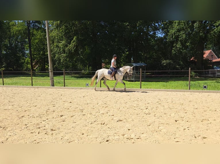 Hannoveraan Merrie 13 Jaar 166 cm Schimmel in Rehlingen