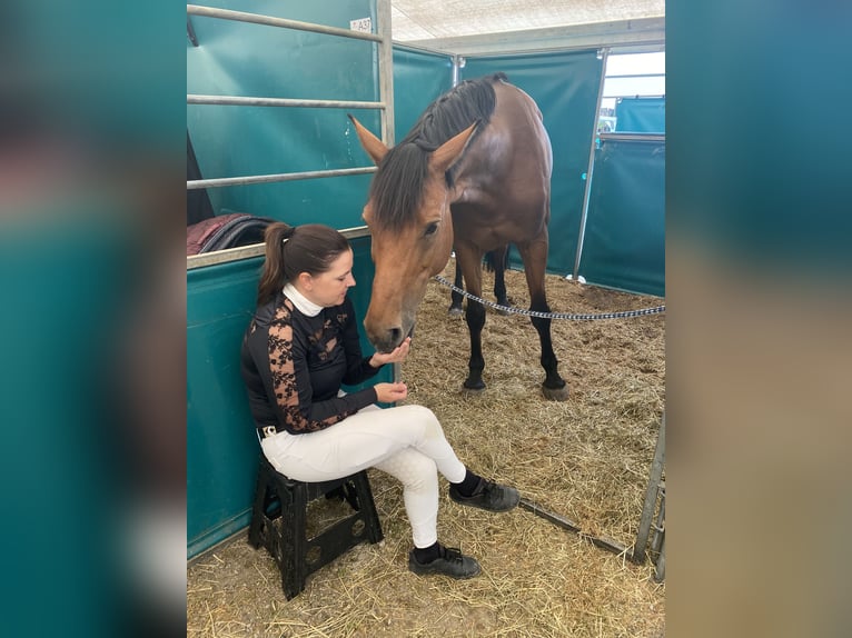 Hannoveraan Merrie 13 Jaar 167 cm Bruin in Montlingen