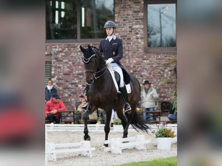 Hannoveraan Merrie 13 Jaar 167 cm Donkerbruin in Willich