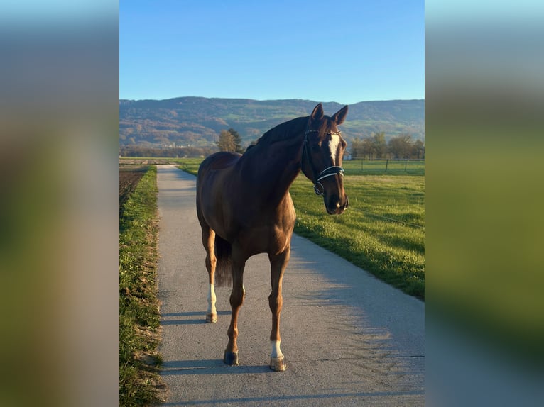 Hannoveraan Merrie 13 Jaar 167 cm Donkere-vos in Deitingen