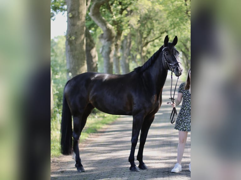 Hannoveraan Merrie 13 Jaar 167 cm Zwart in Varel