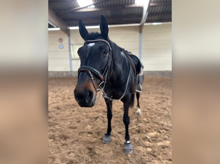 Hannoveraan Merrie 13 Jaar 167 cm Zwartbruin in Altenstadt/Oberau