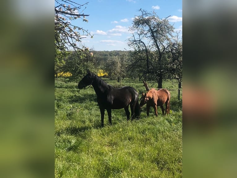 Hannoveraan Merrie 13 Jaar 167 cm Zwartbruin in Altenstadt/Oberau