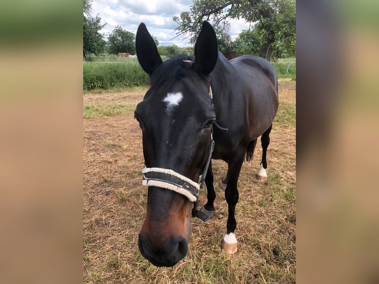 Hannoveraan Merrie 13 Jaar 167 cm Zwartbruin in Altenstadt/Oberau