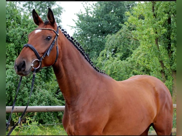 Hannoveraan Merrie 13 Jaar 168 cm Bruin in Velbert