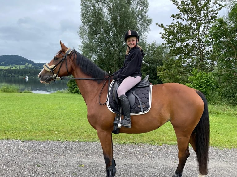 Hannoveraan Merrie 13 Jaar 168 cm Bruin in Sulzberg