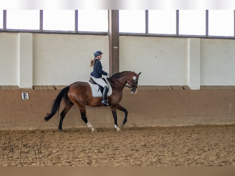 Hannoveraan Merrie 13 Jaar 168 cm Bruin in Münster