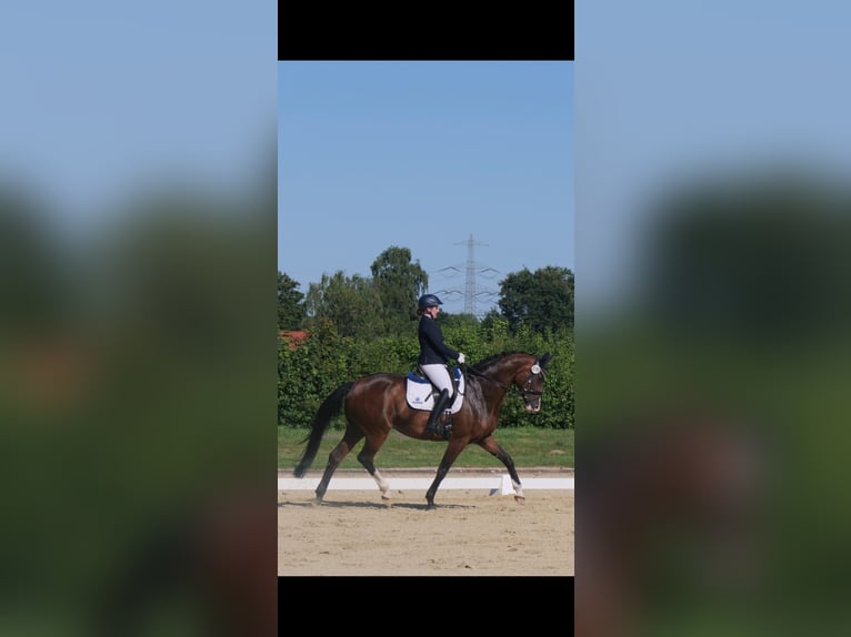 Hannoveraan Merrie 13 Jaar 168 cm Bruin in Münster