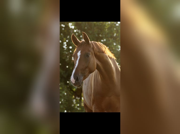 Hannoveraan Merrie 13 Jaar 168 cm Donkere-vos in Kleinbundenbach