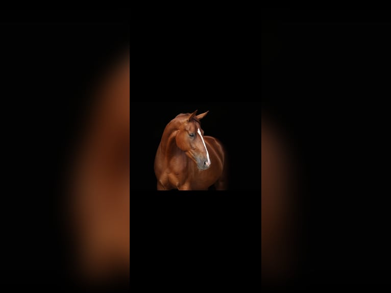 Hannoveraan Merrie 13 Jaar 168 cm Donkere-vos in Kleinbundenbach