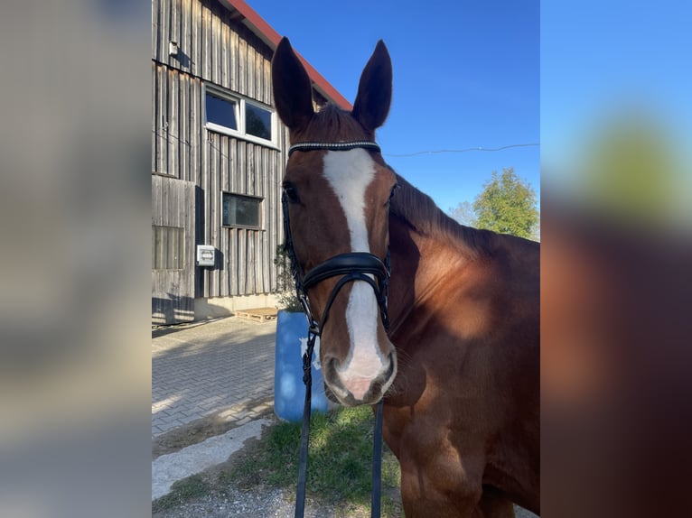 Hannoveraan Merrie 13 Jaar 168 cm Vos in Kaufbeuren