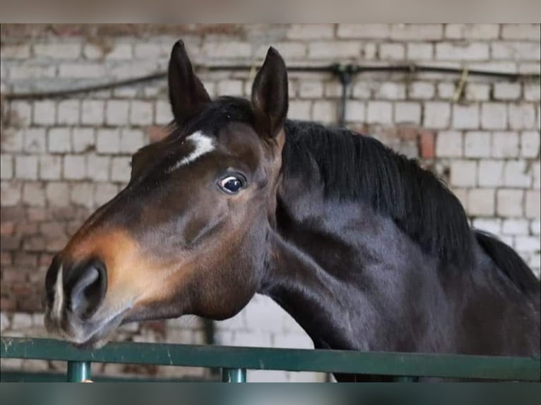 Hannoveraan Merrie 13 Jaar 169 cm Donkerbruin in Br&#xF6;ckel