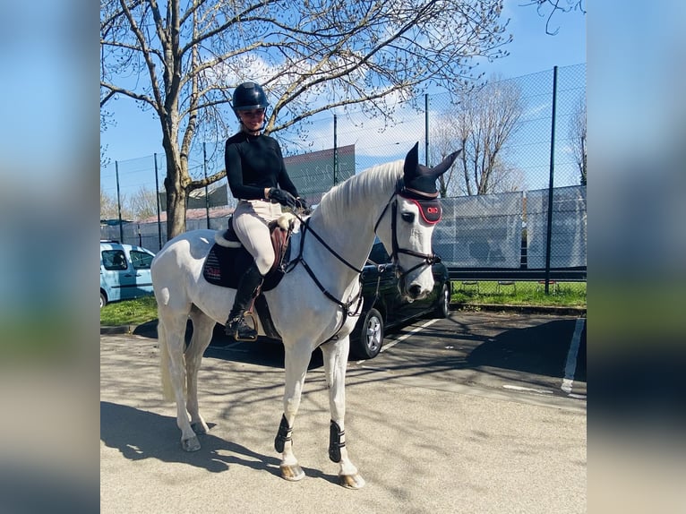 Hannoveraan Merrie 13 Jaar 169 cm Schimmel in Simmershofen