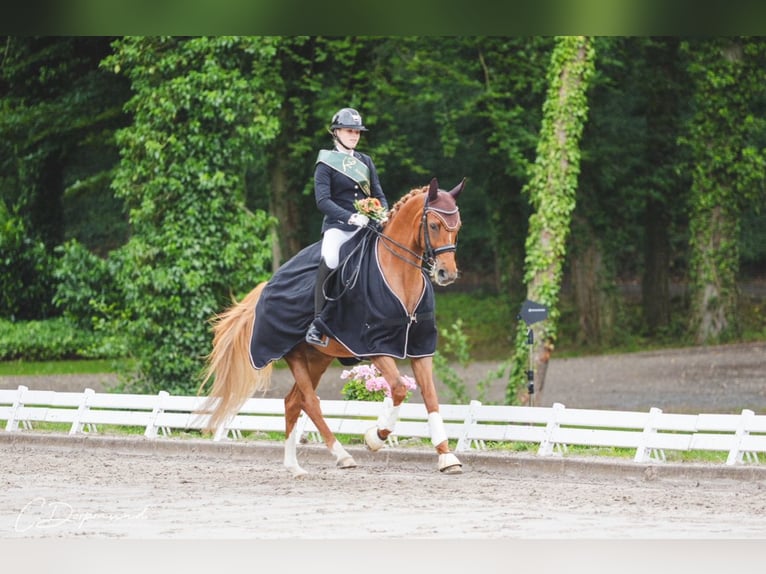 Hannoveraan Merrie 13 Jaar 169 cm Vos in Seesen