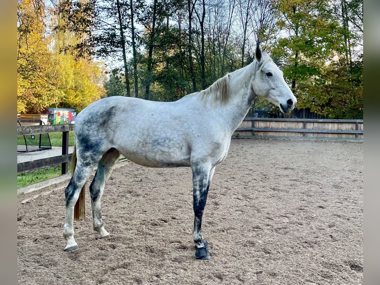 Hannoveraan Merrie 13 Jaar 170 cm Appelschimmel in Wunstorf