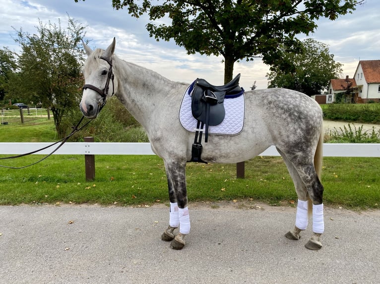 Hannoveraan Merrie 13 Jaar 170 cm Appelschimmel in Wunstorf