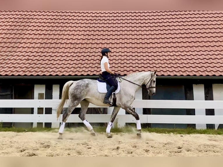 Hannoveraan Merrie 13 Jaar 170 cm Appelschimmel in Wunstorf