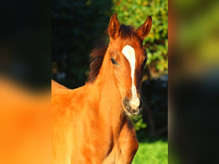 Hannoveraan Merrie 13 Jaar 170 cm Bruin in Selsingen