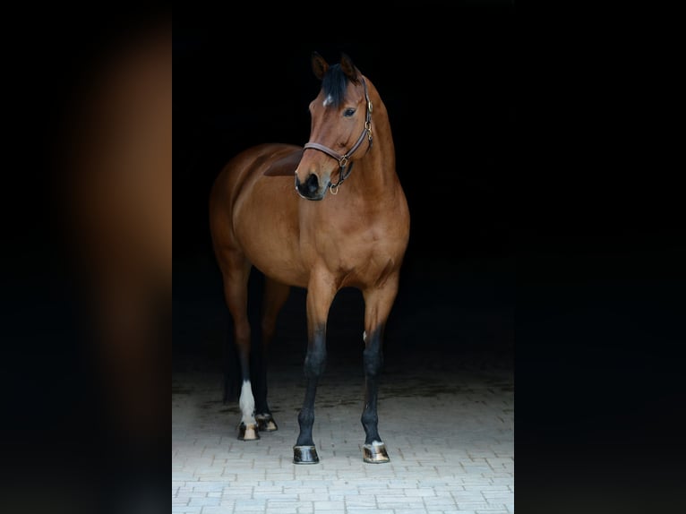 Hannoveraan Merrie 13 Jaar 170 cm Bruin in Hanau