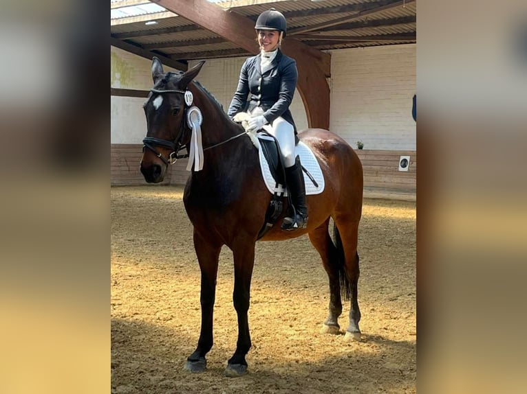 Hannoveraan Merrie 13 Jaar 170 cm Bruin in Hattorf am Harz