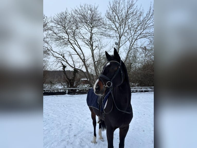 Hannoveraan Merrie 13 Jaar 170 cm Donkerbruin in Satrup