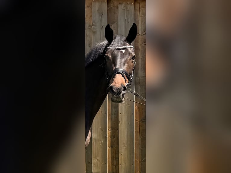 Hannoveraan Merrie 13 Jaar 170 cm Donkerbruin in Bissendorf
