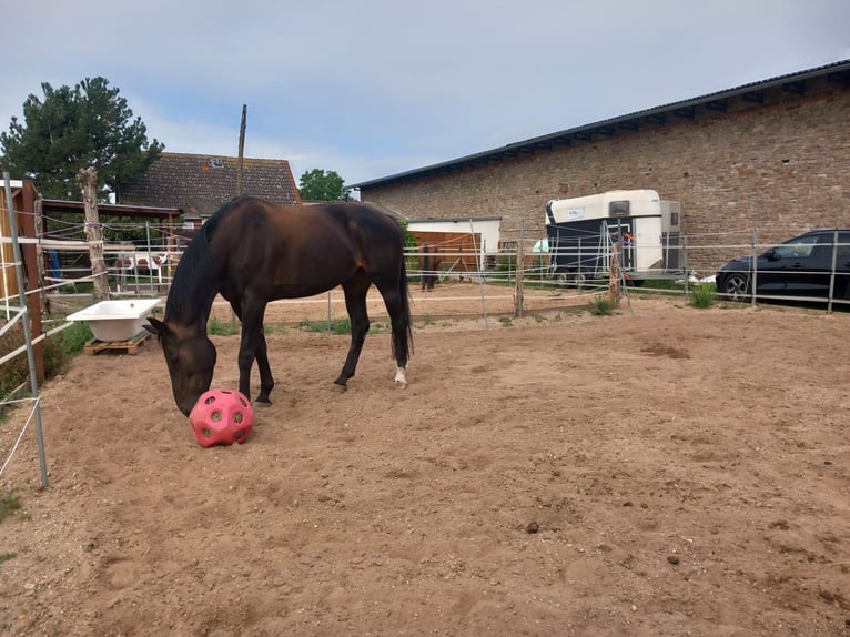 Hannoveraan Merrie 13 Jaar 170 cm Donkerbruin in Könnern