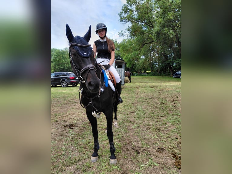 Hannoveraan Merrie 13 Jaar 170 cm Donkerbruin in Könnern