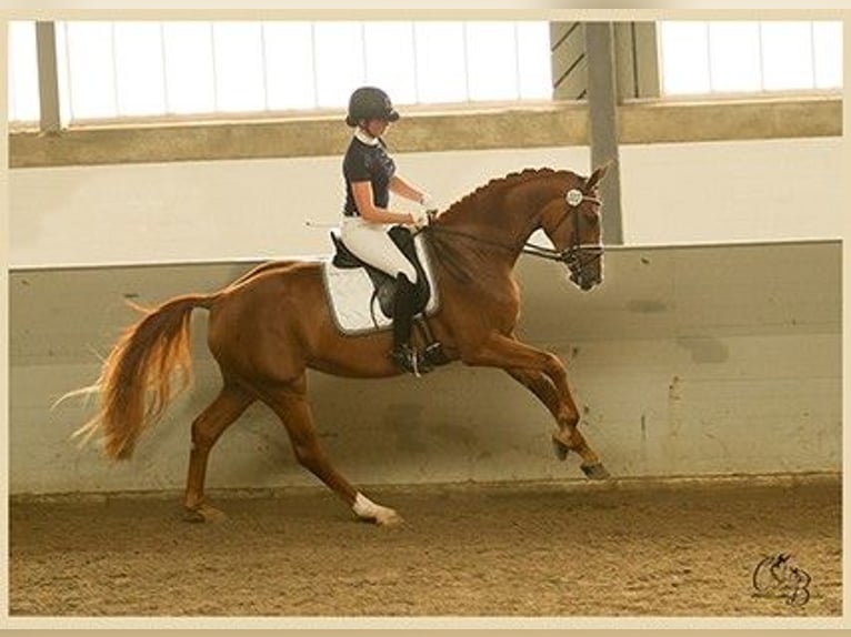 Hannoveraan Merrie 13 Jaar 170 cm Vos in Lilienthal