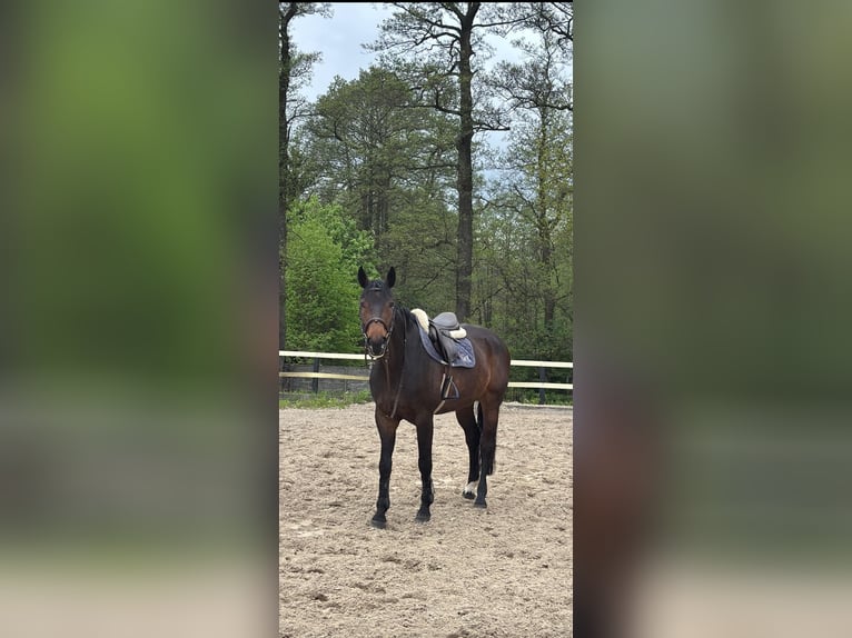 Hannoveraan Merrie 13 Jaar 170 cm Zwartbruin in Łódź