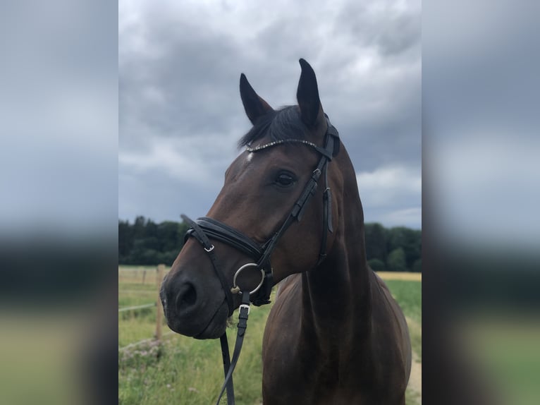 Hannoveraan Merrie 13 Jaar 171 cm Donkerbruin in Elchingen