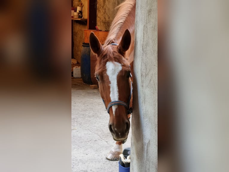 Hannoveraan Merrie 13 Jaar 171 cm Vos in Hünstetten