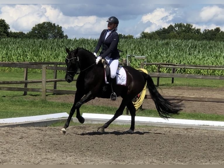 Hannoveraan Merrie 13 Jaar 171 cm Zwart in Achim