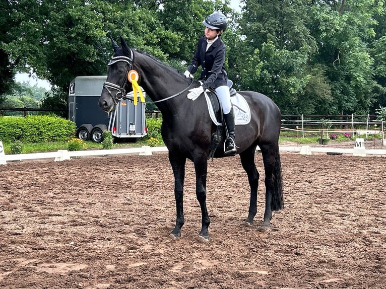 Hannoveraan Merrie 13 Jaar 171 cm Zwart in Achim