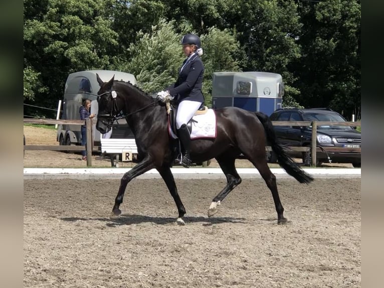 Hannoveraan Merrie 13 Jaar 171 cm Zwart in Achim