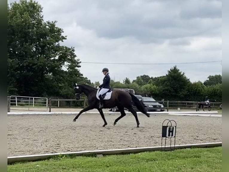 Hannoveraan Merrie 13 Jaar 171 cm Zwart in Achim