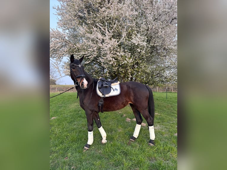 Hannoveraan Merrie 13 Jaar 172 cm Donkerbruin in Erwitte