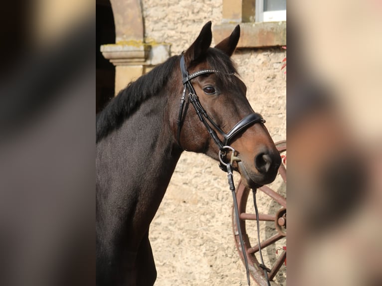 Hannoveraan Merrie 13 Jaar 172 cm Donkerbruin in Glandorf