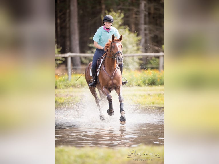 Hannoveraan Merrie 13 Jaar 172 cm Donkere-vos in Hanstedt