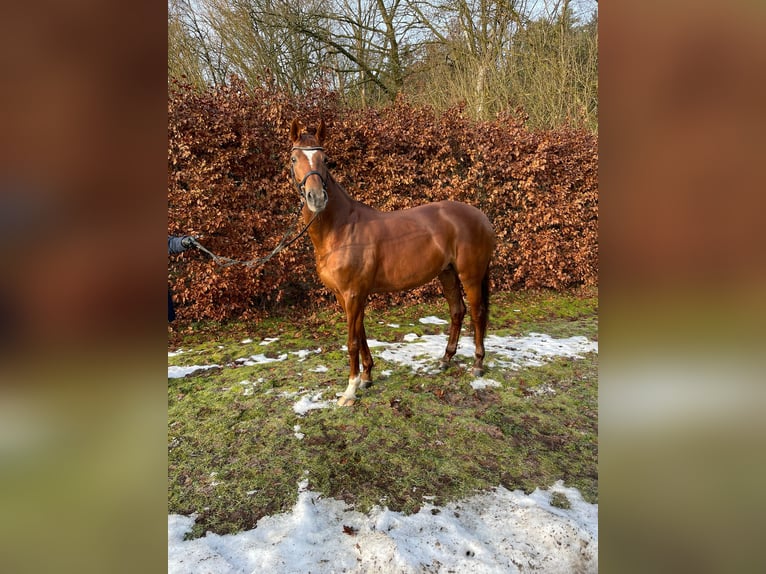 Hannoveraan Merrie 13 Jaar 172 cm Donkere-vos in Hanstedt