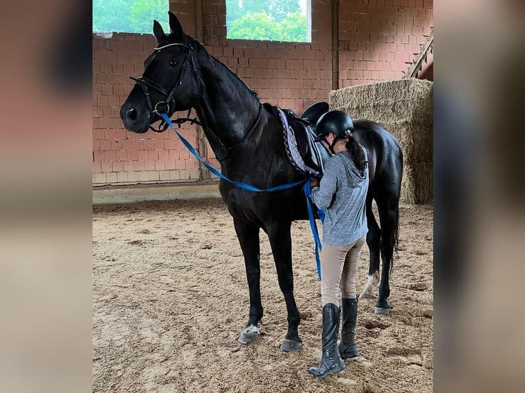 Hannoveraan Merrie 13 Jaar 172 cm in Starnberg