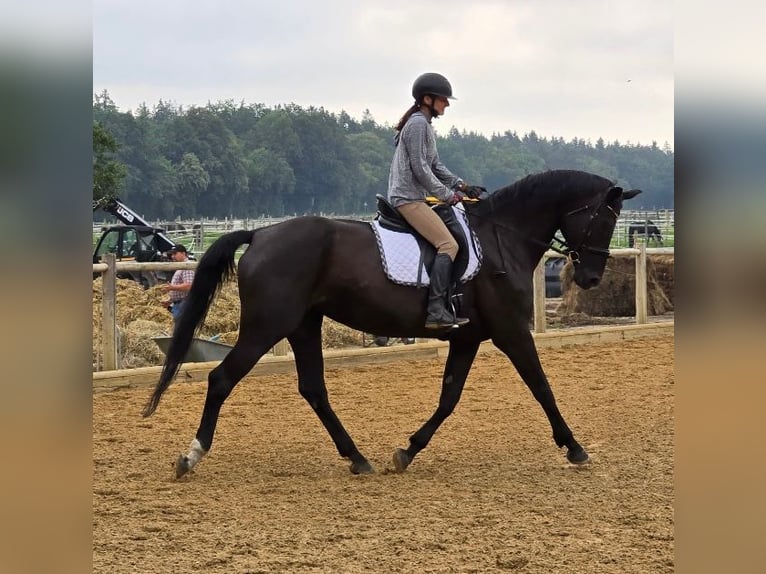 Hannoveraan Merrie 13 Jaar 172 cm in Starnberg
